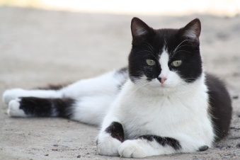 Кот стал знаменитостью и чуть не умер от ожирения