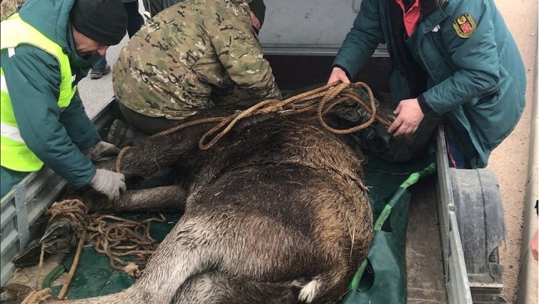На севере Петербурга поймали лося