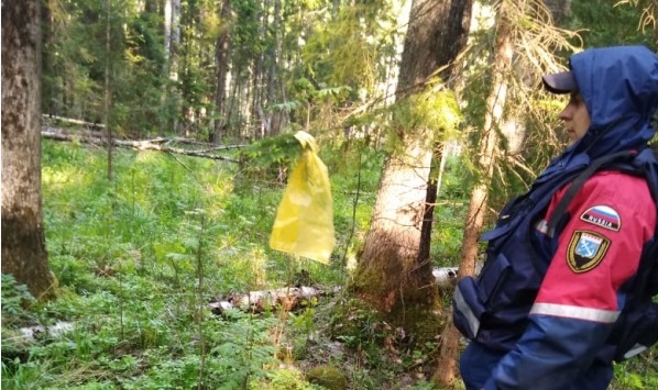 В Ленобласти нашли мужчину, который пропал в лесу пять дней назад