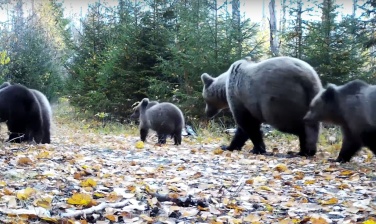 Видео: большое семейство медведей готовится к спячке