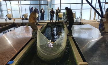 Сотрудники «ЕвроХима» выпустили в Ладогу около 1500 мальков ценного вида рыб
