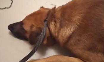 В Ленобласти спасли пса с вросшим в шею ошейником