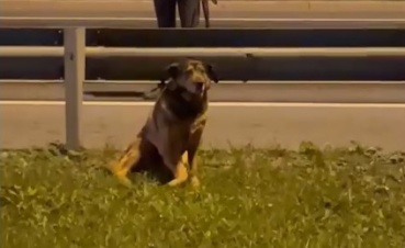 В ожидании спасения: травмированная собака три дня просидела посреди дороги