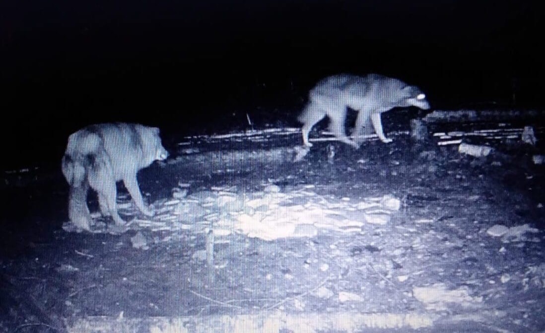 Двух волков ночью сняли на камеру