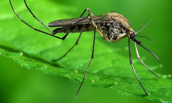 Роспотребнадзор предупредил об осеннем нашествии комаров-переносчиков лихорадки Западного Нила
