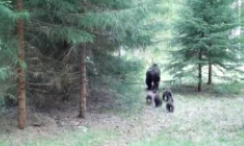«Маша и четверо медведей». У медведицы в Ленобласти родилось сразу четверо медвежат 