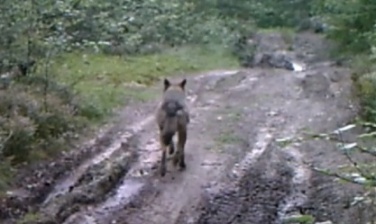 Волка в лесу сняли на видео