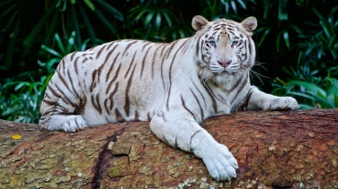 Проведите праздники в обнимку с полосатой кошкой: пять лучших фильмов про тигров