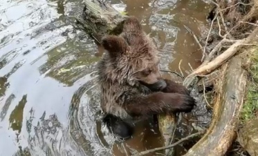 Видео: медвежонок Потап научился плавать брассом