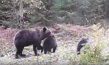 В многодетной медвежьей семье осталось два медвежонка
