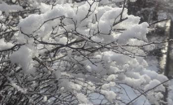 Зима наращивает сугробы. Прогноз погоды в СПб и Ленобласти
